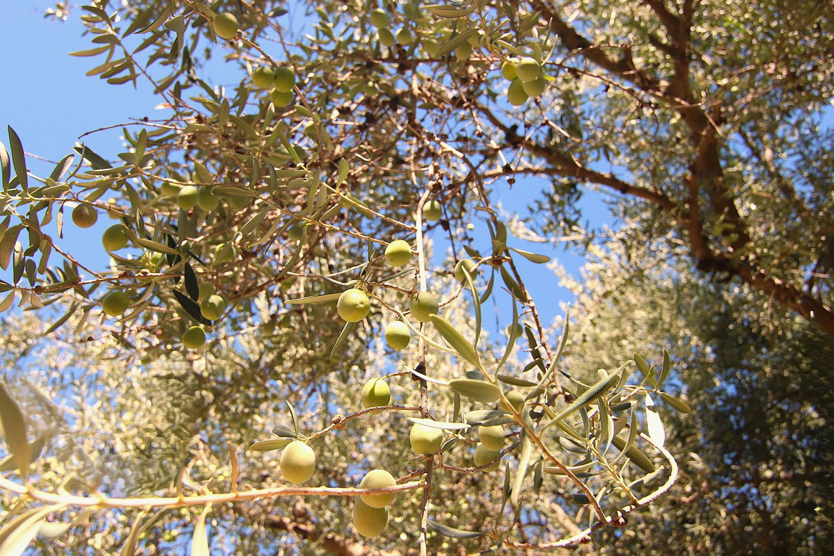 Finca - Cortijo te koop in Tolox | 2 slaapkamers H5191930