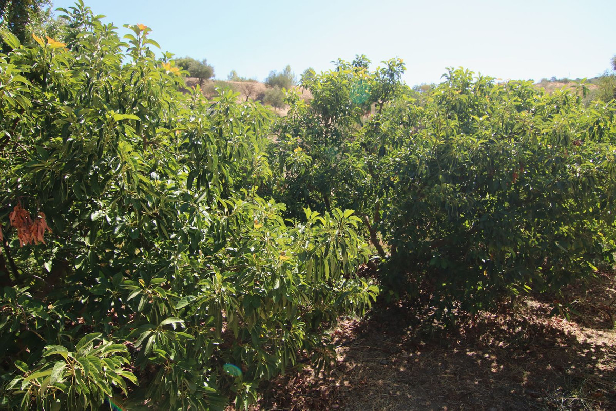 Finca - Cortijo te koop in Tolox | 2 slaapkamers H5191930