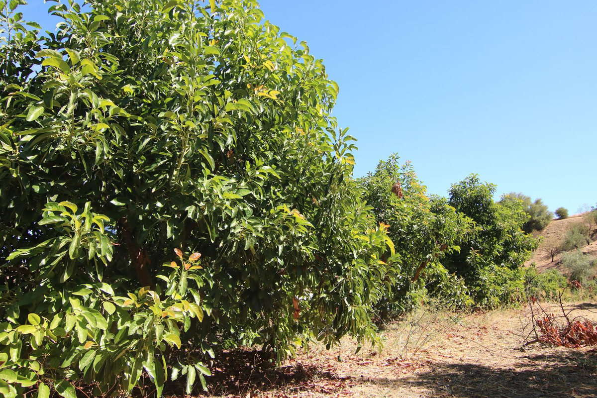 Finca - Cortijo te koop in Tolox | 2 slaapkamers H5191930