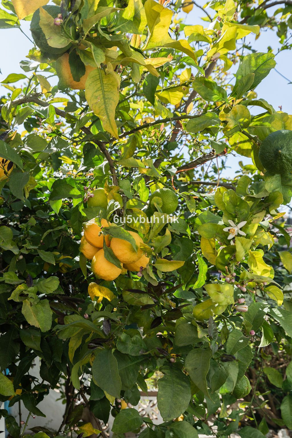 Huis te koop in Torreblanca | 4 slaapkamers H5343934