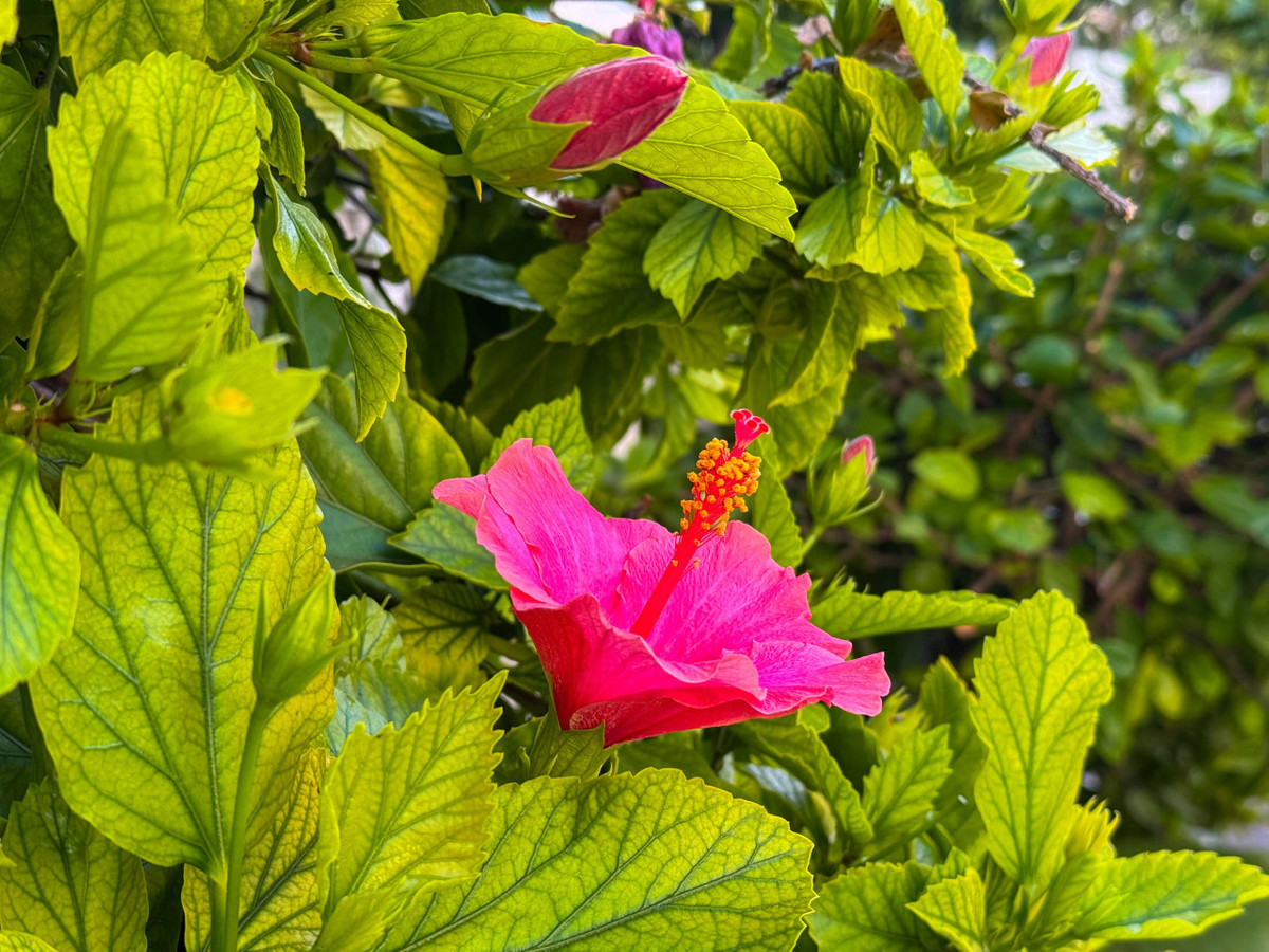 Appartement te koop in Torrevieja | 1 slaapkamers H5303218