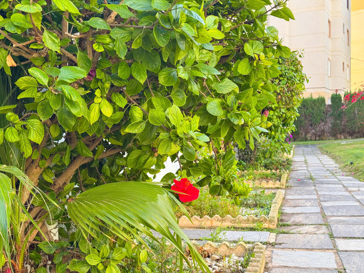 Appartement te koop in Torrevieja | 1 slaapkamers H5303218