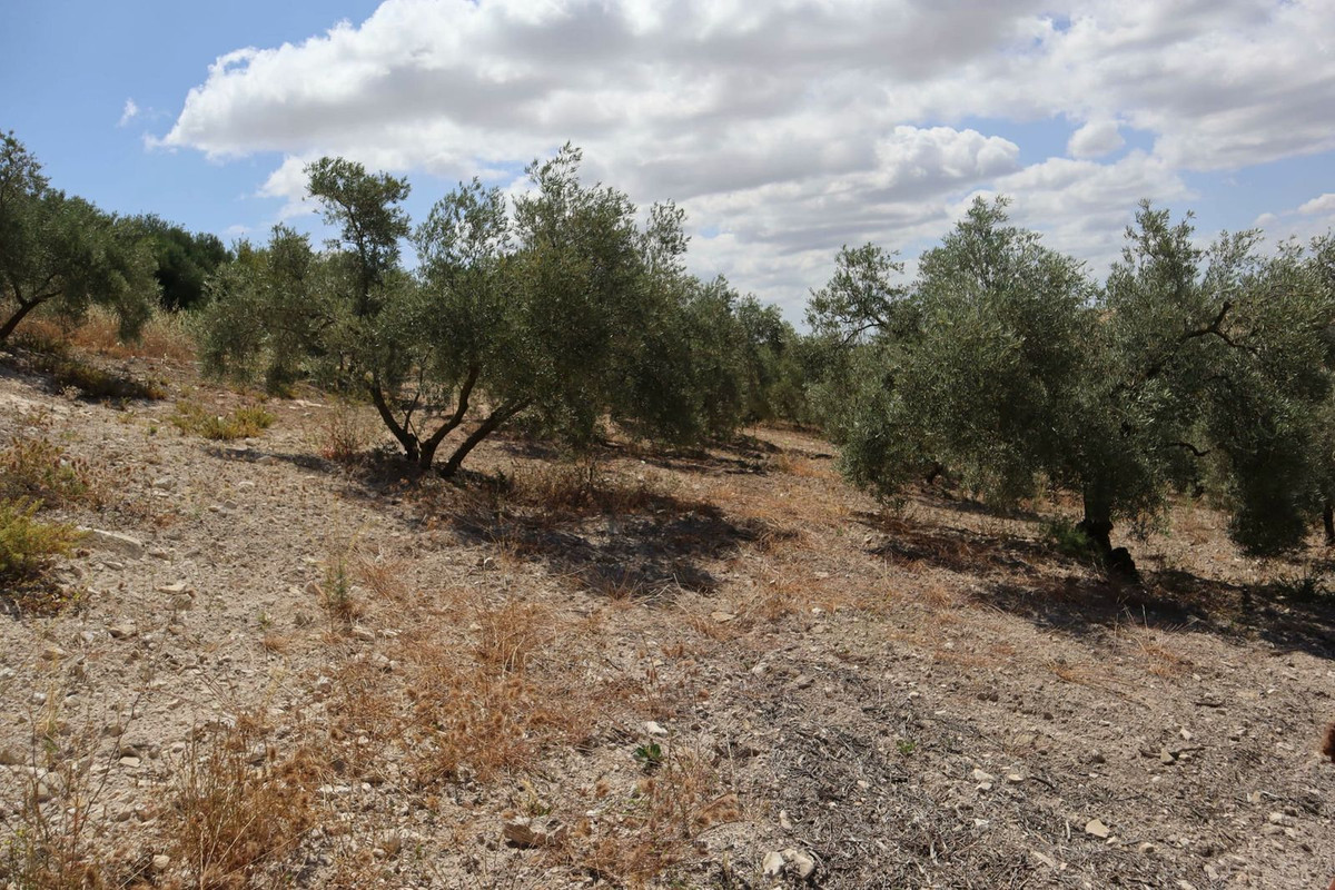Finca - Cortijo in Villanueva De La Concepcion-18