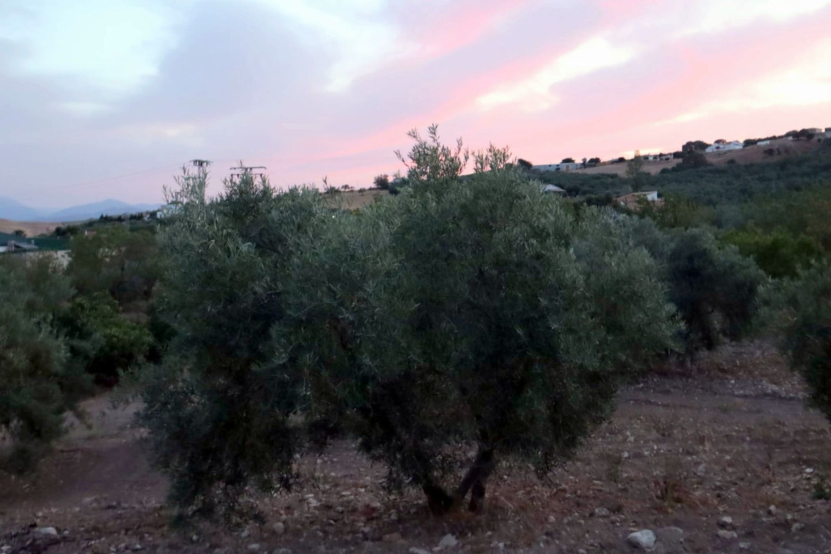 Finca - Cortijo in Villanueva De La Concepcion-28