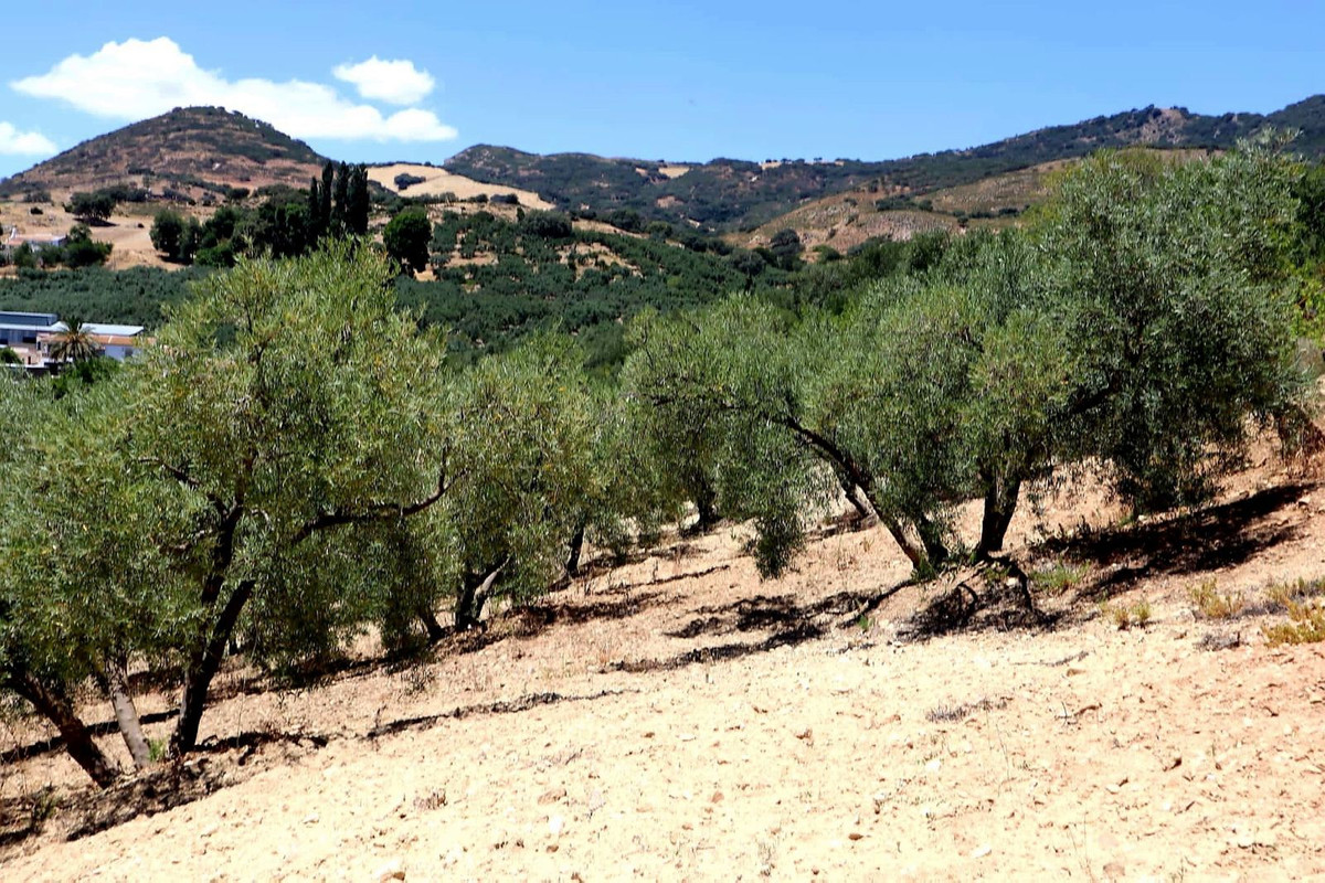 Finca - Cortijo in Villanueva De La Concepcion-30