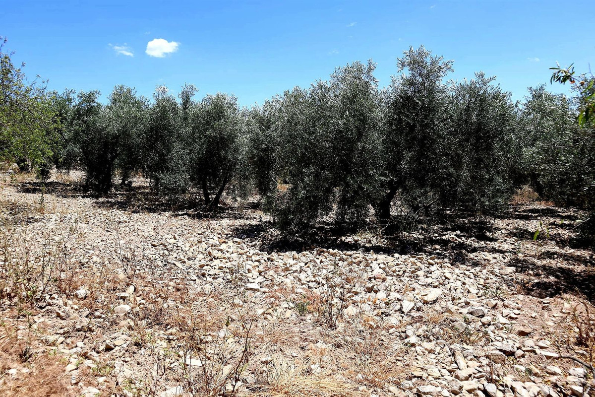Finca - Cortijo in Villanueva De La Concepcion-31
