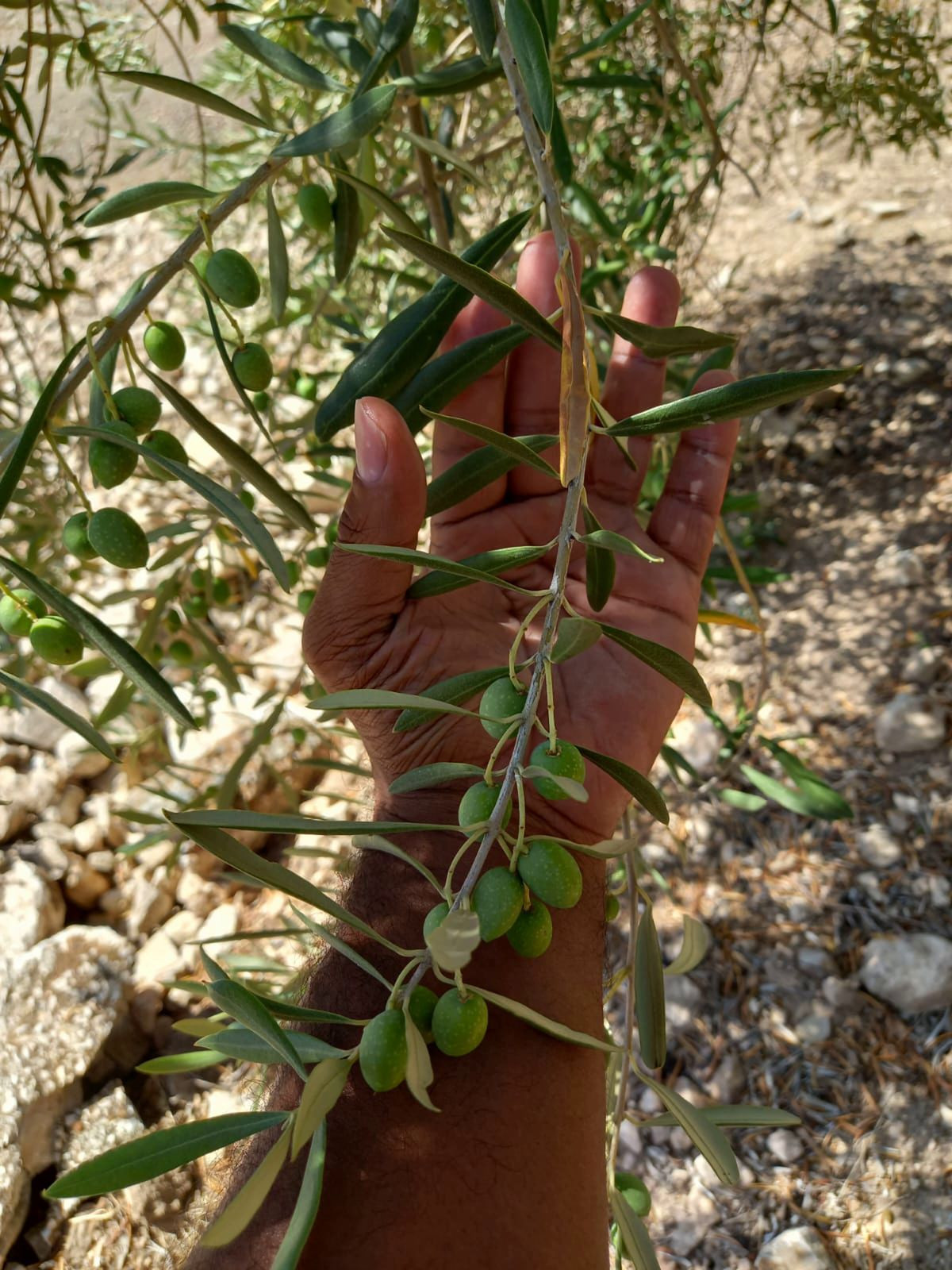 Finca - Cortijo in Villanueva De La Concepcion-38