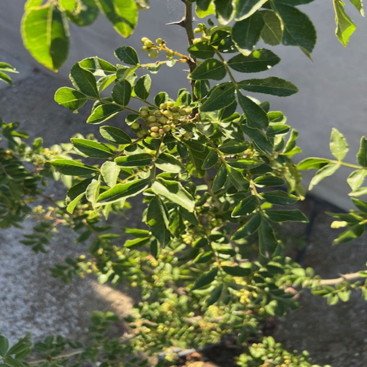 Finca - Cortijo in Viñuela-17