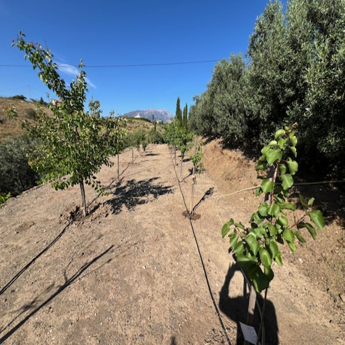 Finca - Cortijo in Viñuela-26