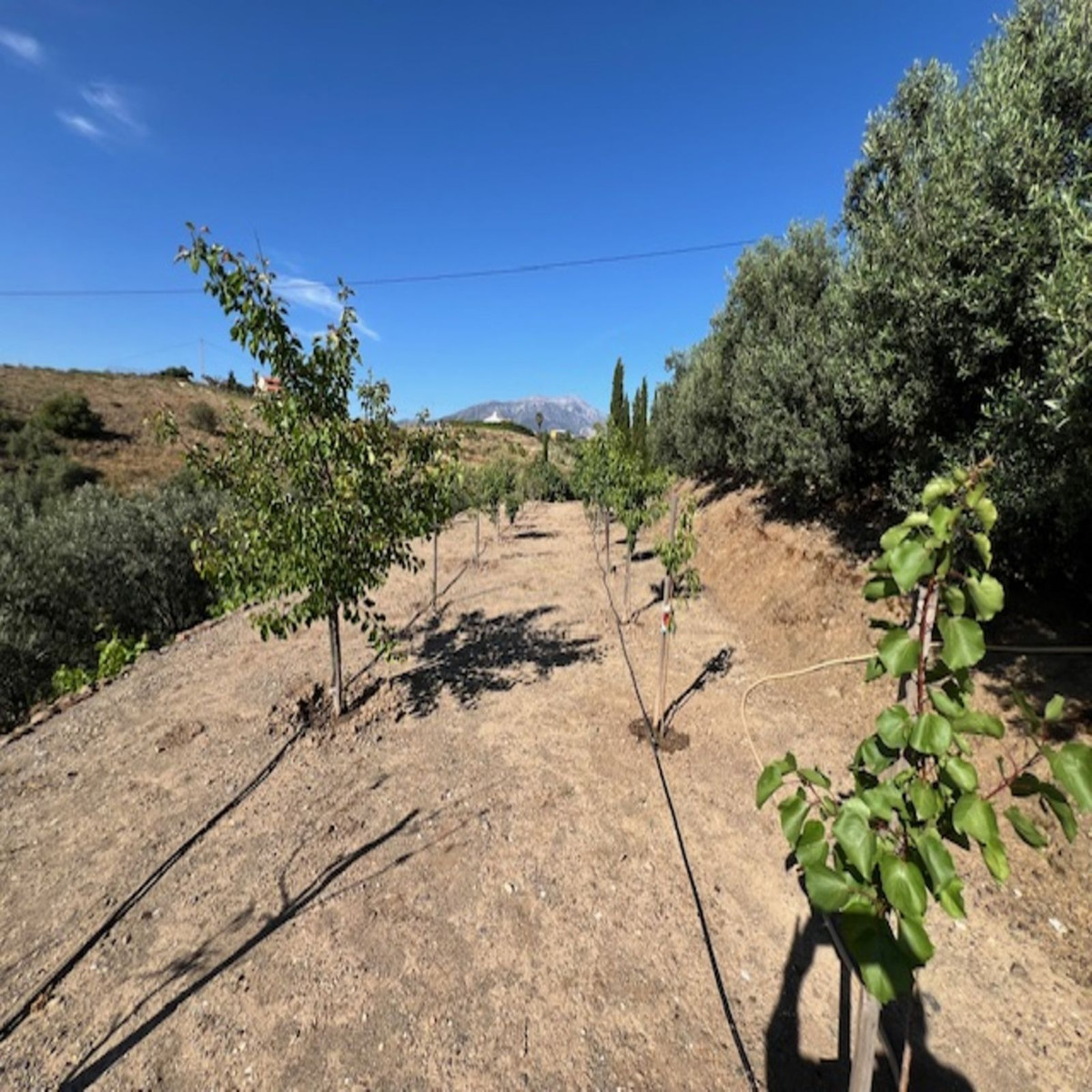 Finca - Cortijo in Viñuela-27
