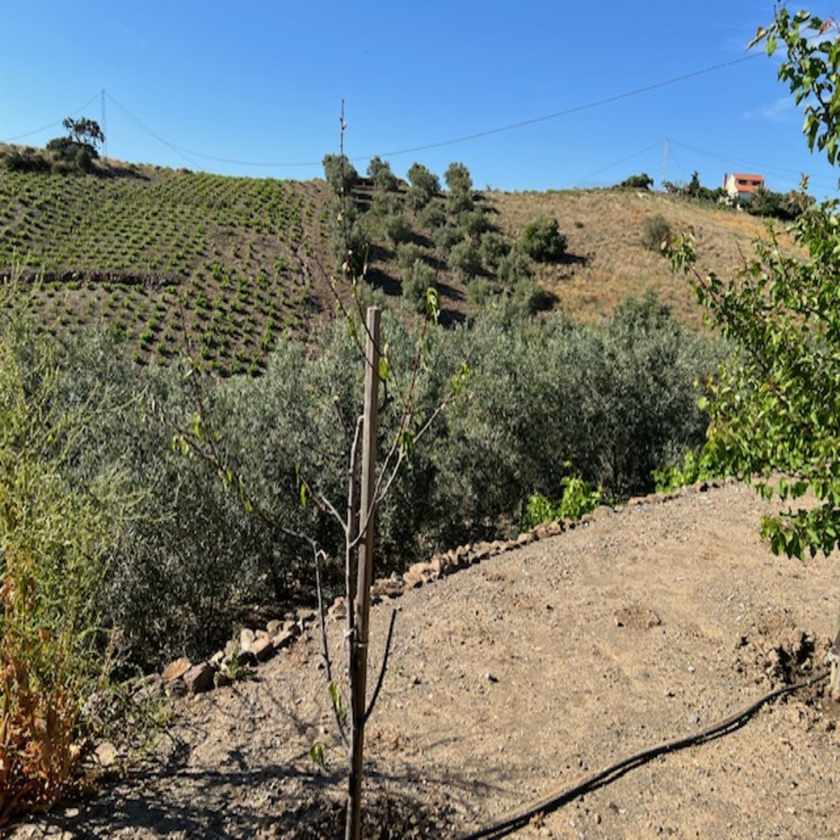 Finca - Cortijo in Viñuela-28
