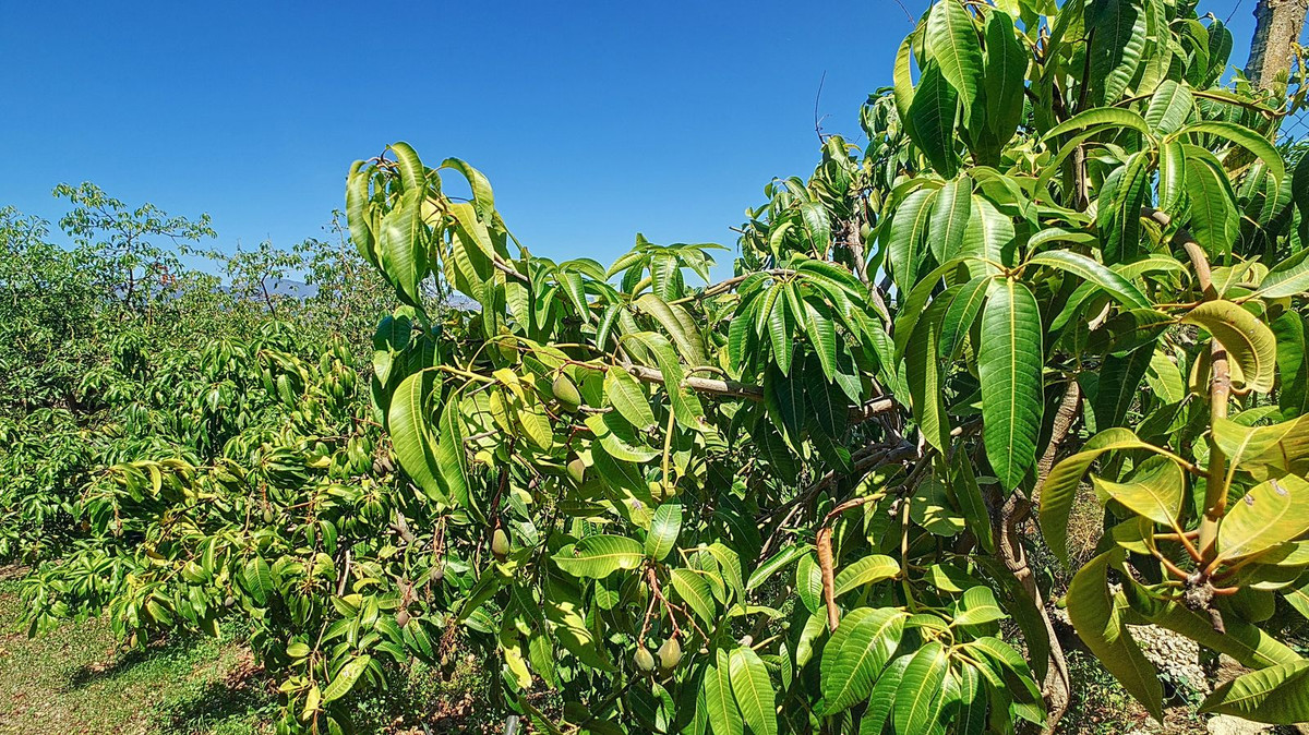 Property main view 2