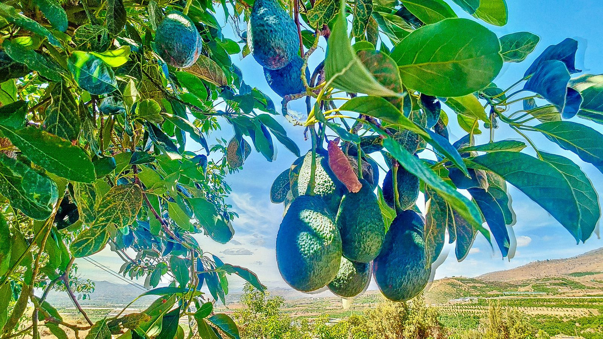 Huis te koop in Vélez-Málaga | 3 slaapkamers H5305204