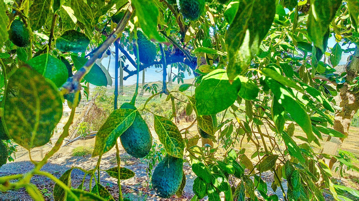 Huis te koop in Vélez-Málaga | 3 slaapkamers H5305204