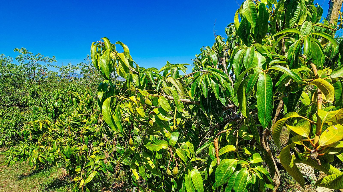 Huis te koop in Vélez-Málaga | 3 slaapkamers H5305204