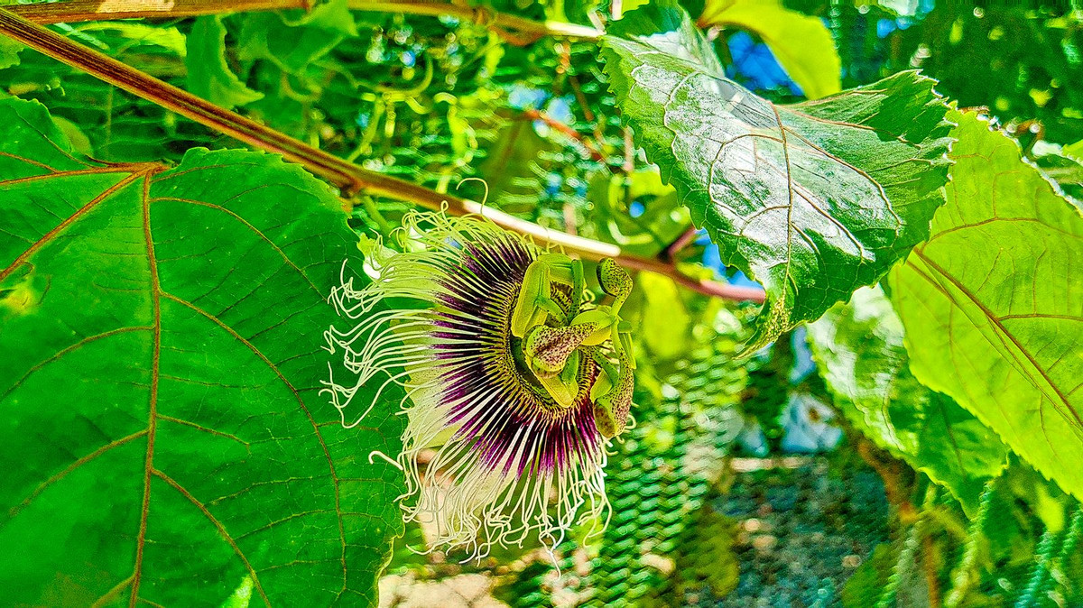 Huis te koop in Vélez-Málaga | 3 slaapkamers H5305204