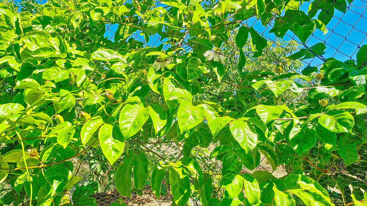 Huis te koop in Vélez-Málaga | 3 slaapkamers H5305204