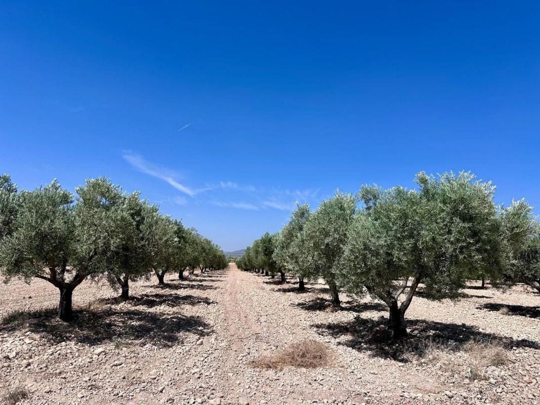 land te koop in Monovar | 0 slaapkamers H548496