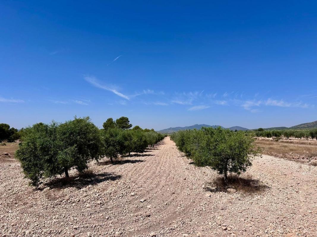 land te koop in Monovar | 0 slaapkamers H548496
