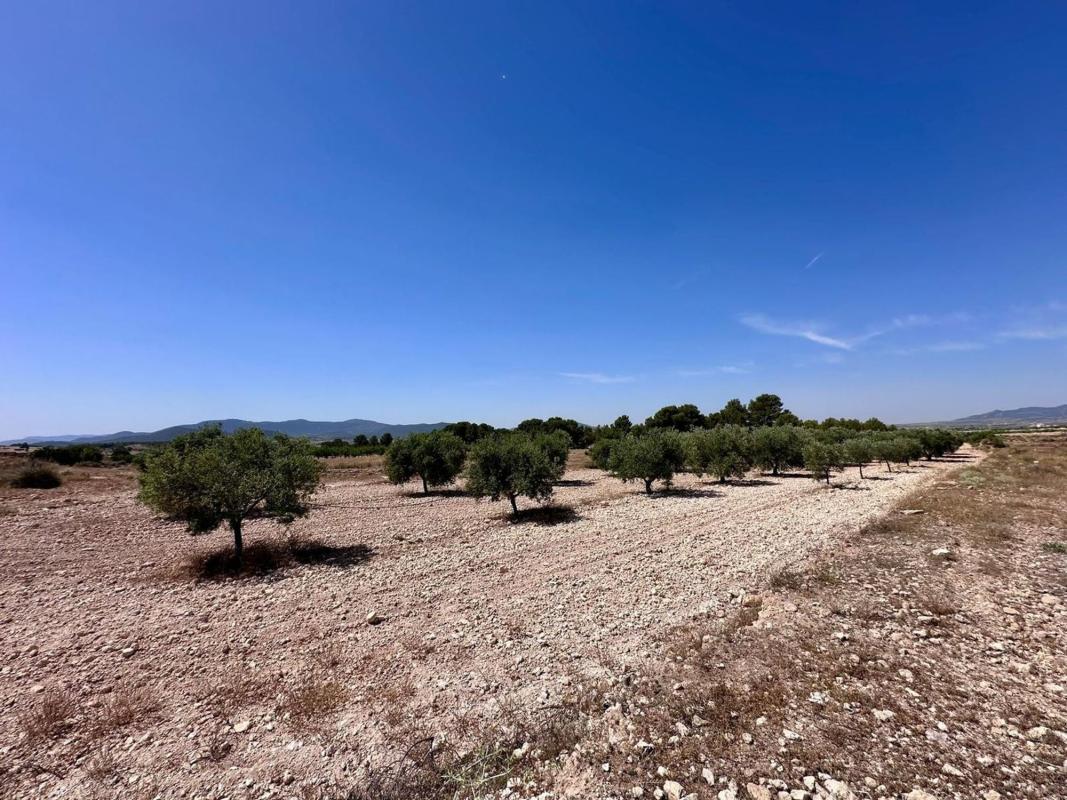 land te koop in Monovar | 0 slaapkamers H548496