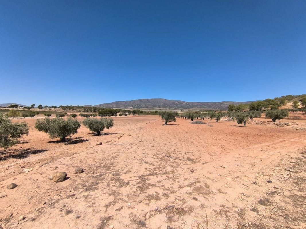 land te koop in Monovar | 0 slaapkamers H615779