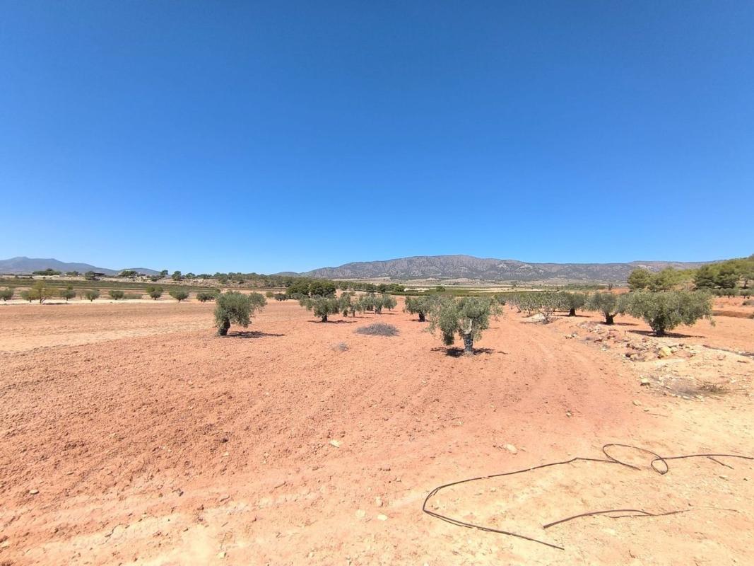 land te koop in Monovar | 0 slaapkamers H615779