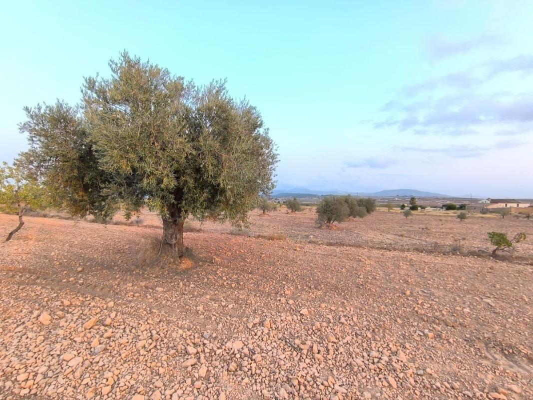 land te koop in Pinoso | 0 slaapkamers H595080