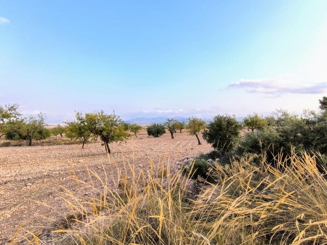 land te koop in Pinoso | 0 slaapkamers H595081