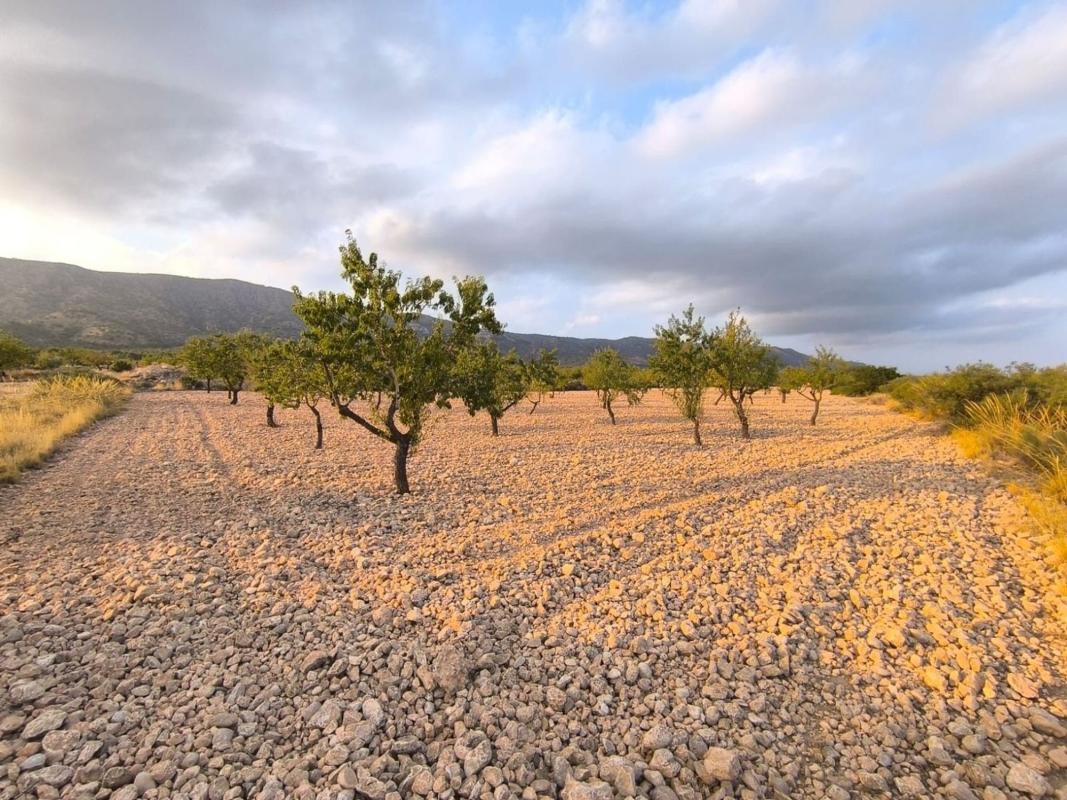 land te koop in Pinoso | 0 slaapkamers H595081