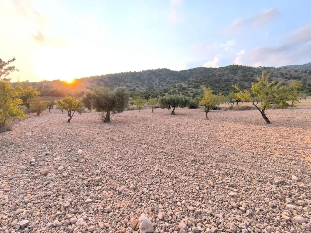 land te koop in Pinoso | 0 slaapkamers H615694