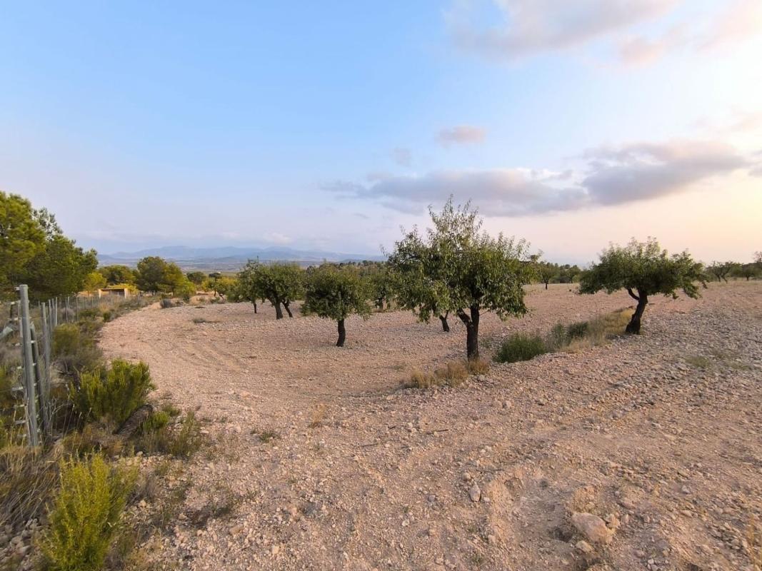 land te koop in Pinoso | 0 slaapkamers H615694