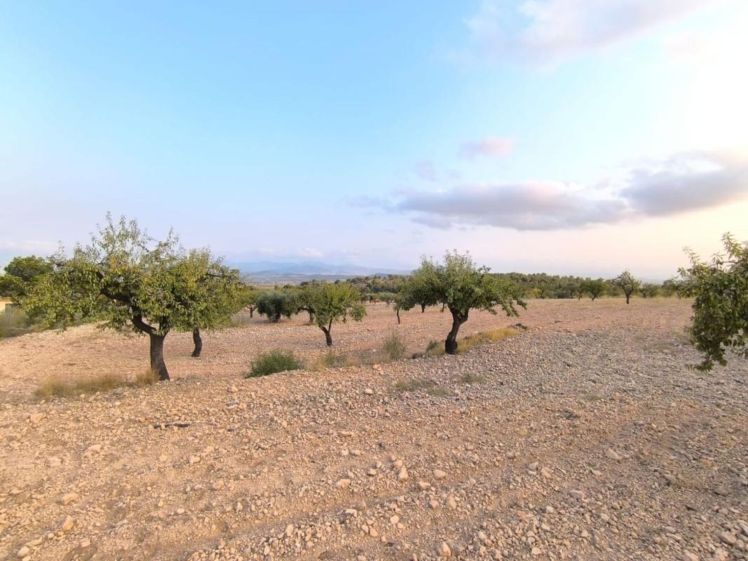 land te koop in Pinoso | 0 slaapkamers H615694