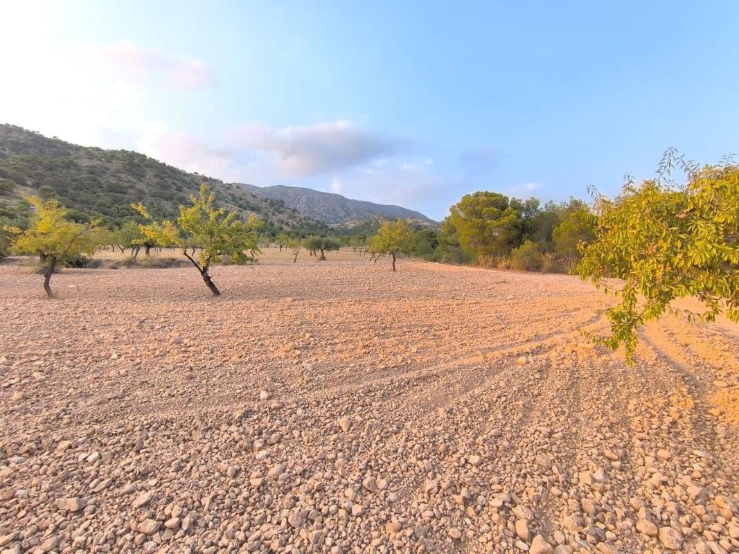 land te koop in Pinoso | 0 slaapkamers H615694