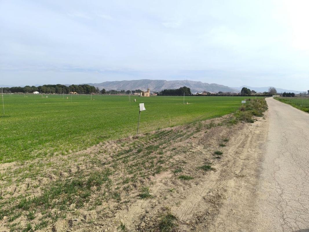 land te koop in Villena | 0 slaapkamers H489708