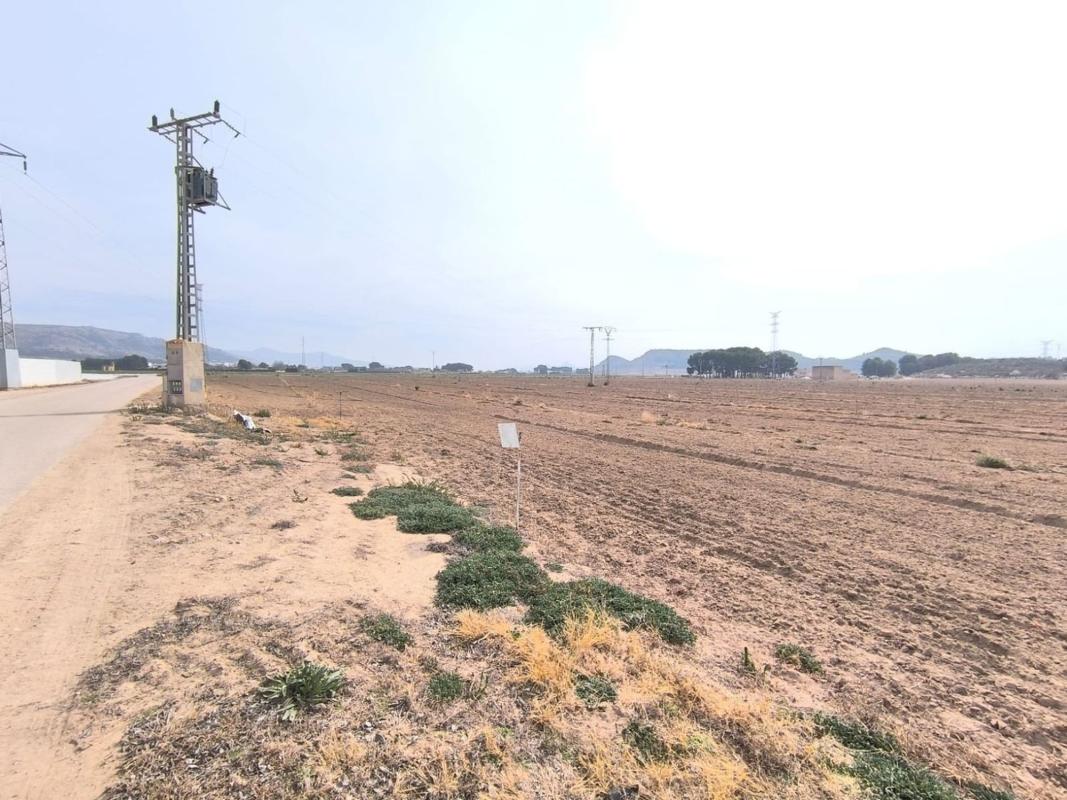 land te koop in Villena | 0 slaapkamers H489708