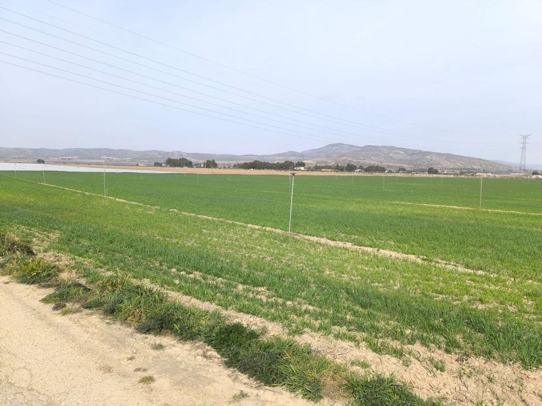 land te koop in Villena | 0 slaapkamers H489708