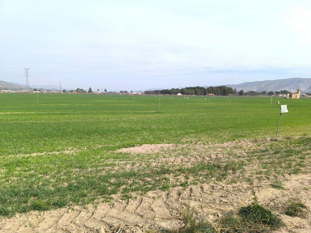 land te koop in Villena | 0 slaapkamers H489708