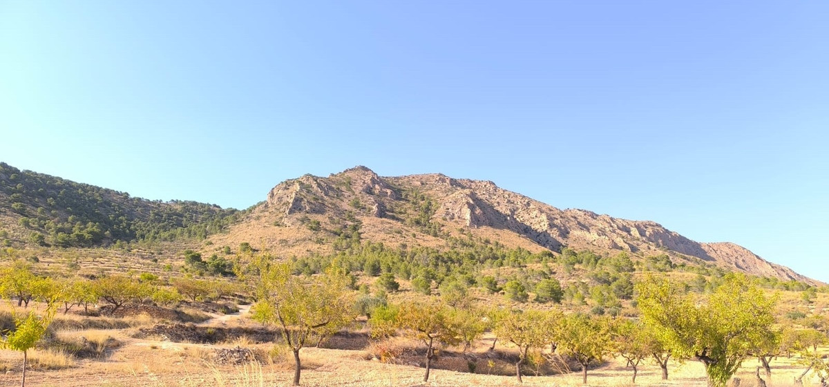 Grond te koop in Algueña | 0 slaapkamers H5136688