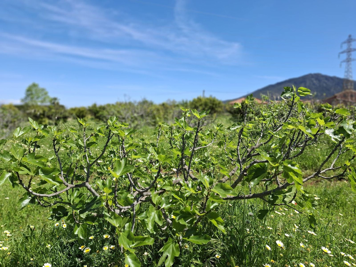 Percelen te koop in Alhaurín de la Torre | 0 slaapkamers H5255674