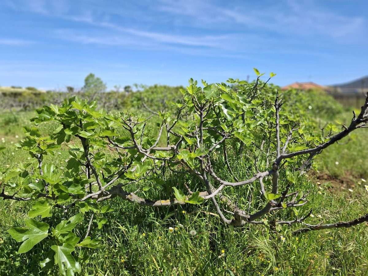 Percelen te koop in Alhaurín de la Torre | 0 slaapkamers H5255674