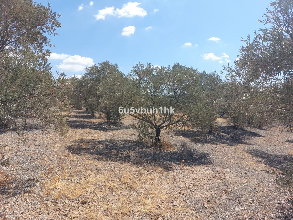 Grond in Alora-11