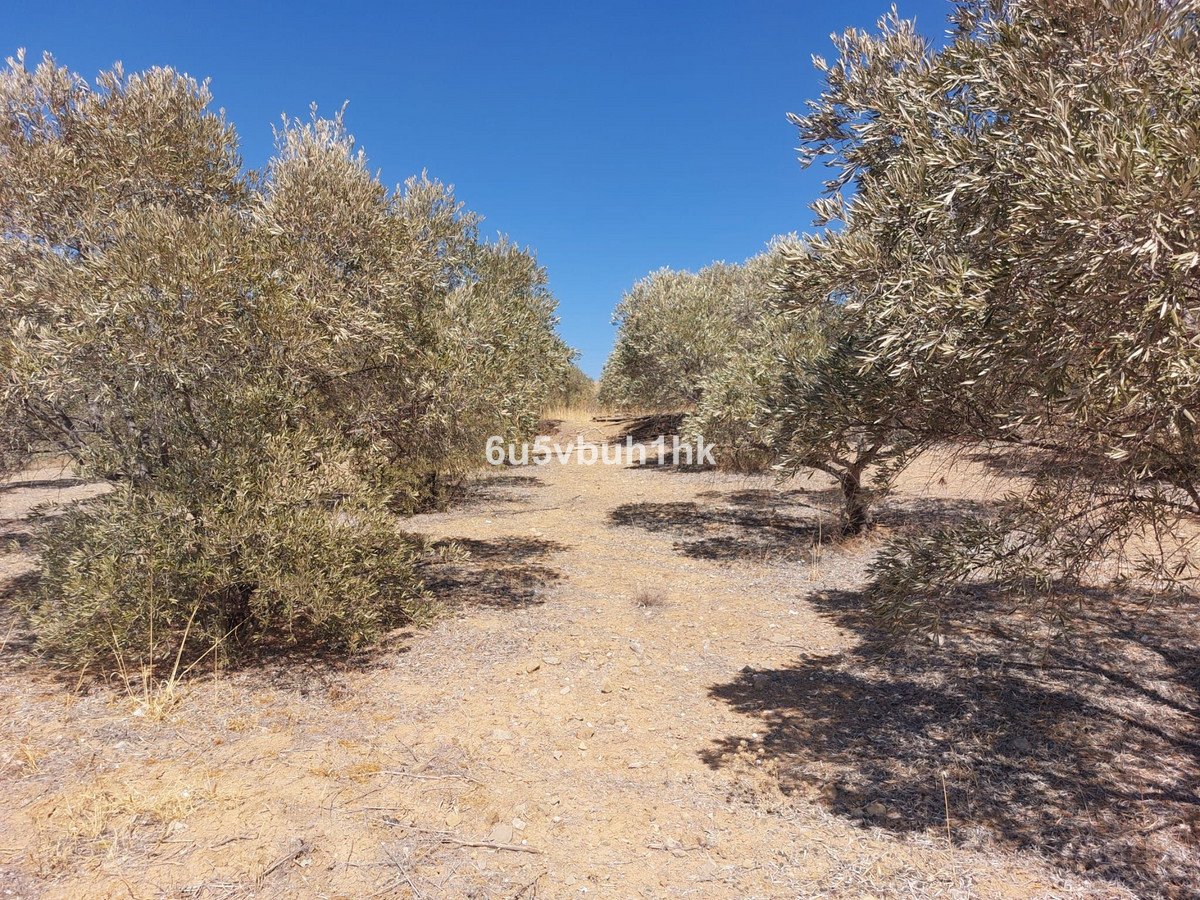 Grond in Alora-19