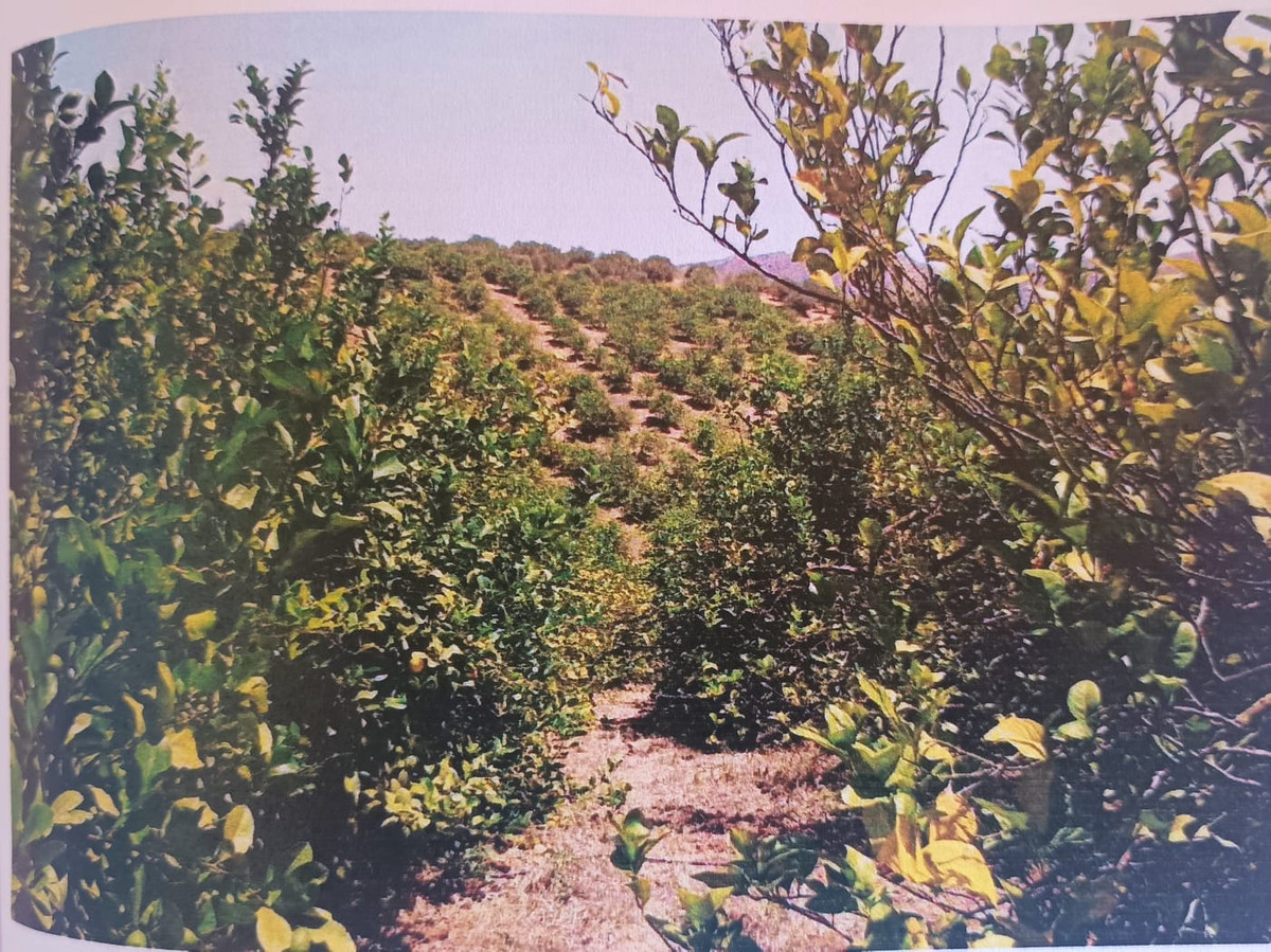 Grond te koop in Alora | 0 slaapkamers H5251627