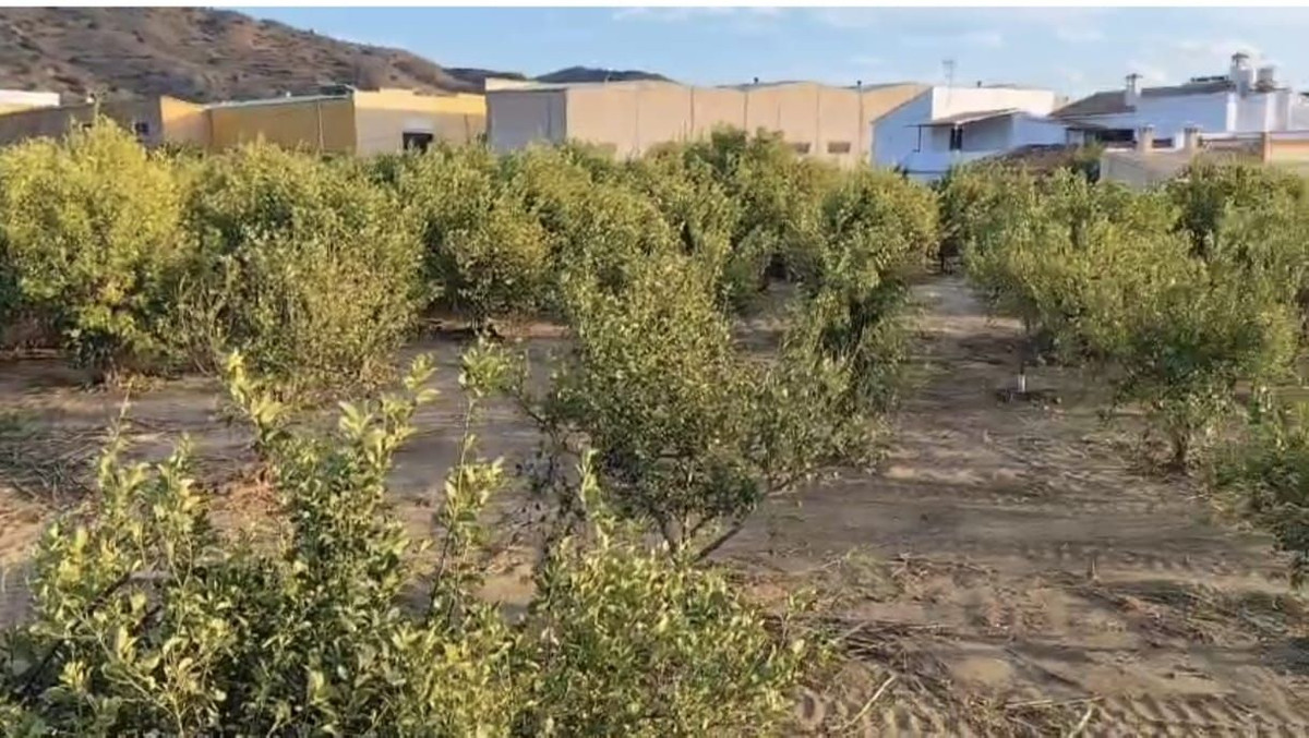 Grond te koop in Alora | 0 slaapkamers H5319355