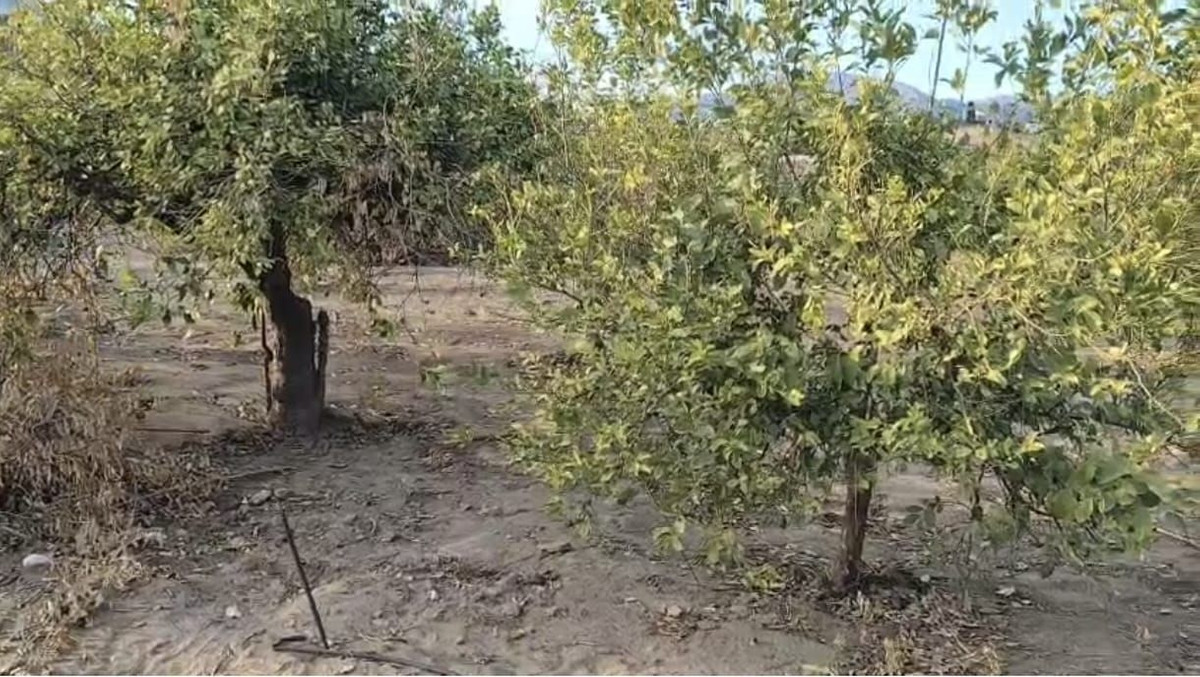 Grond te koop in Alora | 0 slaapkamers H5319355