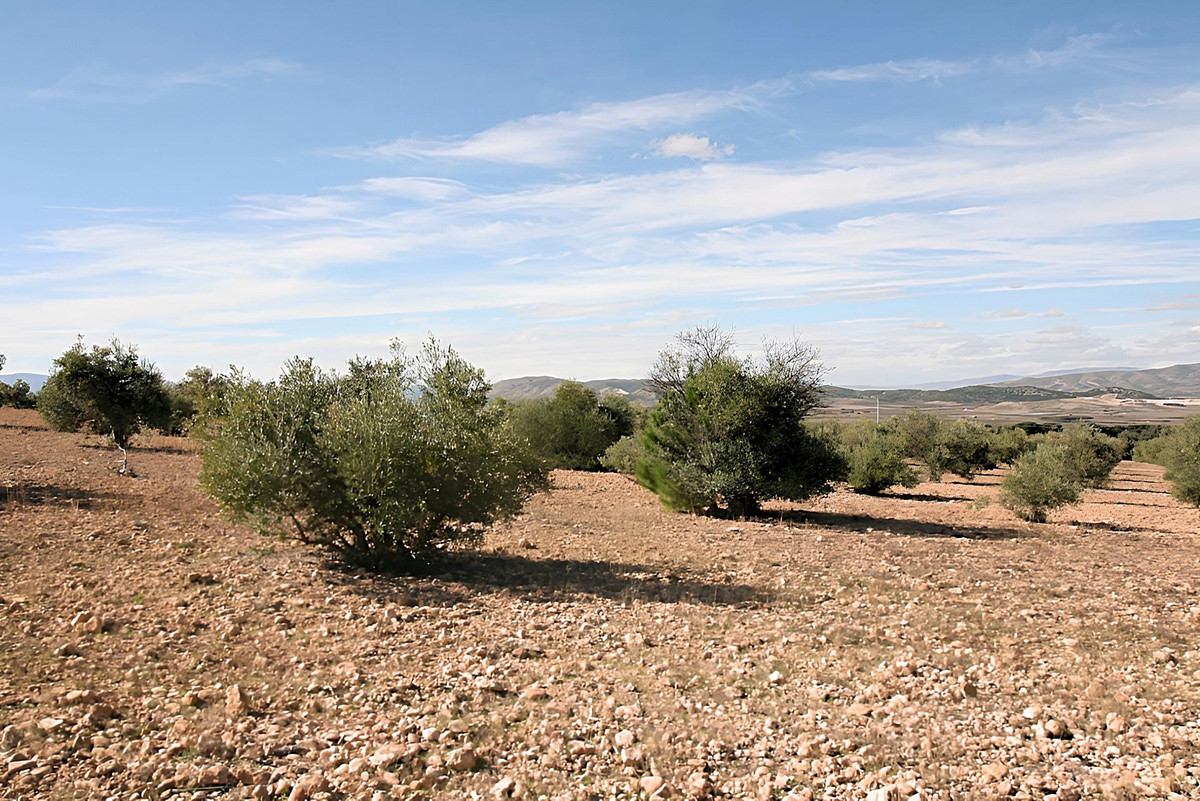 Grond te koop in Biar | 0 slaapkamers H4347298