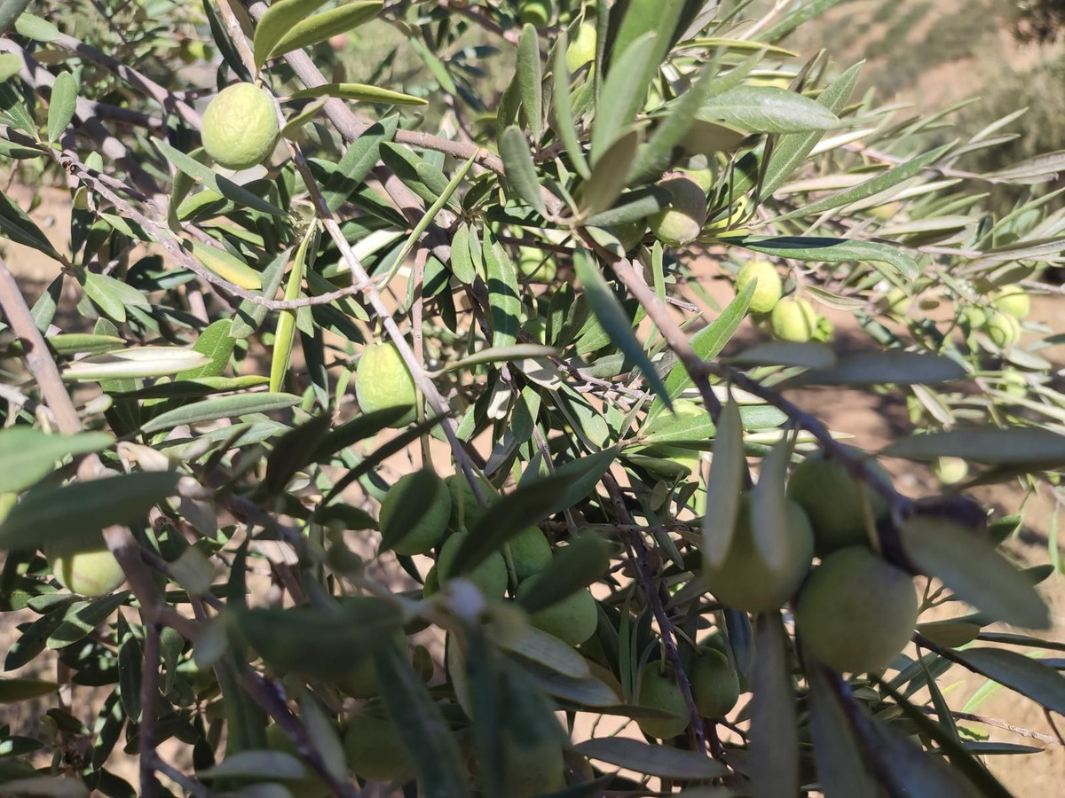 Grond te koop in Casarabonela | 0 slaapkamers H5302831