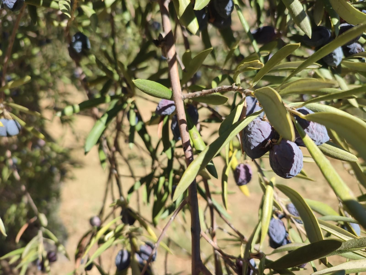 Grond te koop in Casarabonela | 0 slaapkamers H5302831