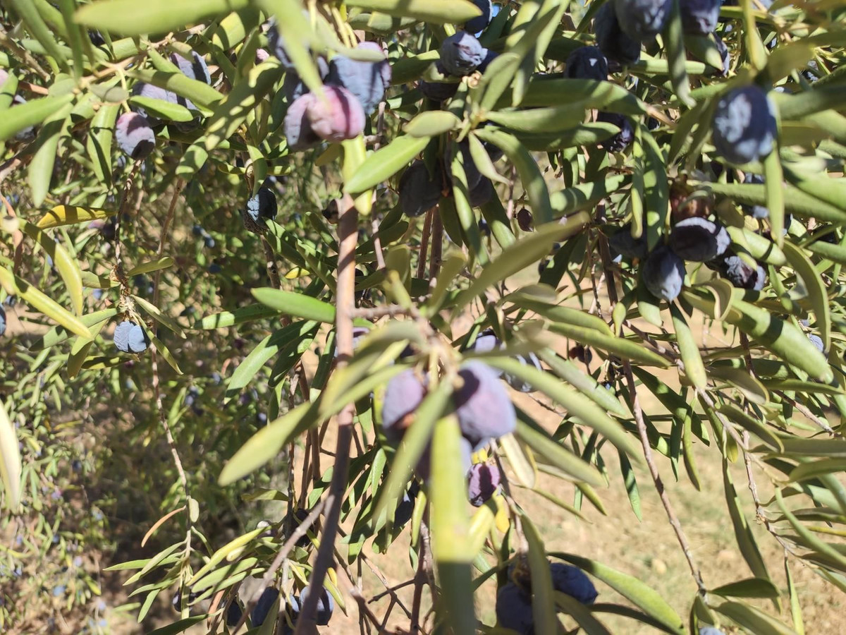 Grond te koop in Casarabonela | 0 slaapkamers H5302831