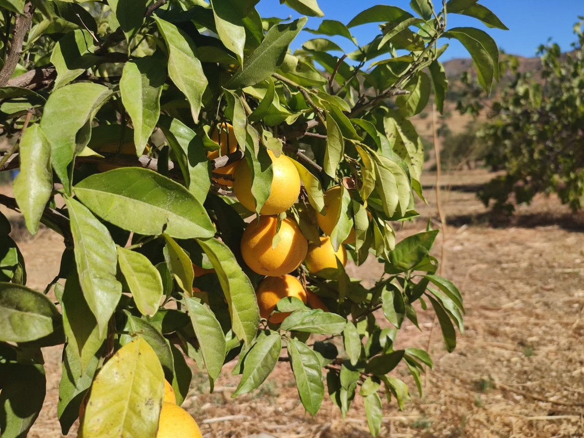 Grond te koop in Casarabonela | 0 slaapkamers H5302831